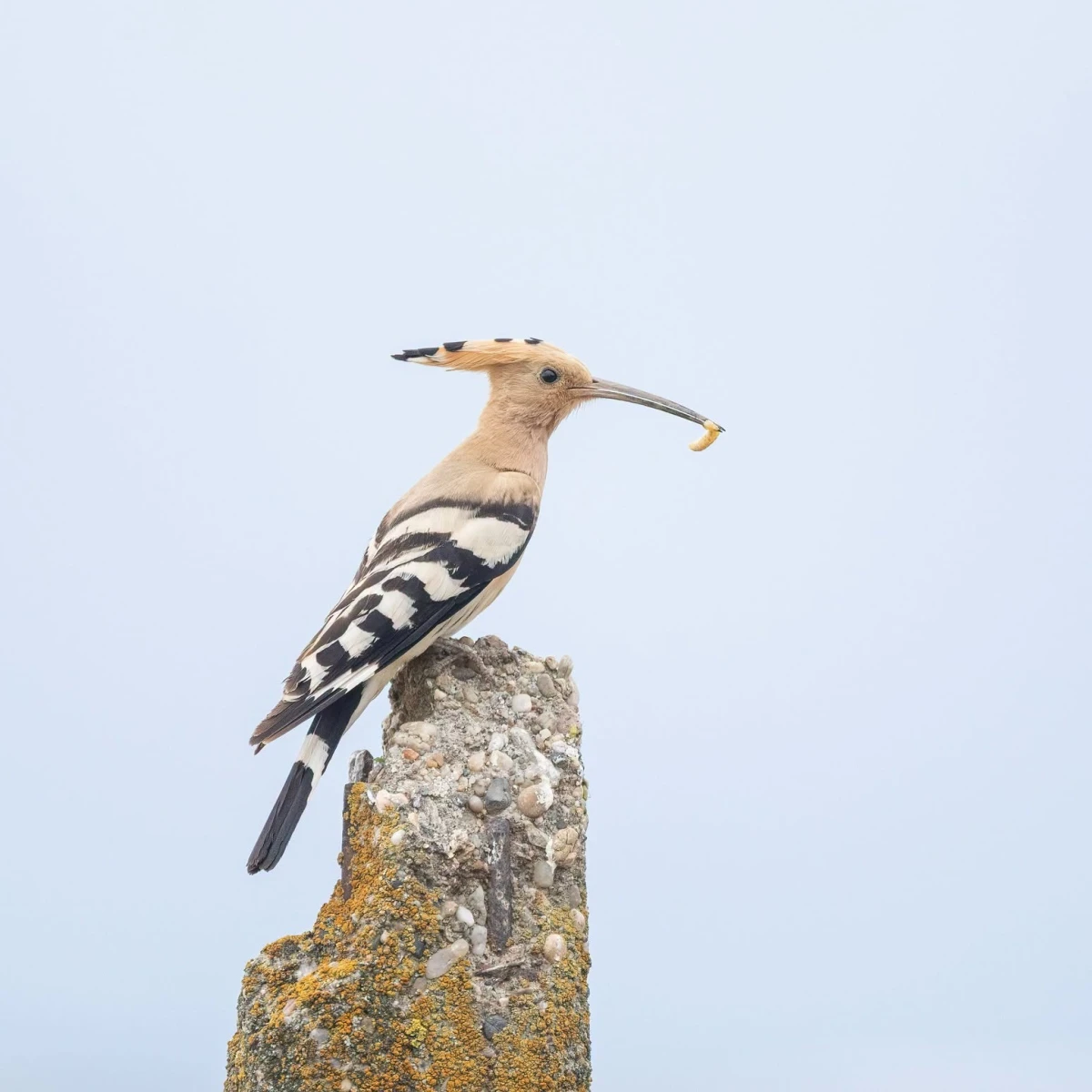 O pupăză, surprinsă în Parcul Natural Lunca Mureșului. Specia poate fi observată doar în sezonul cald