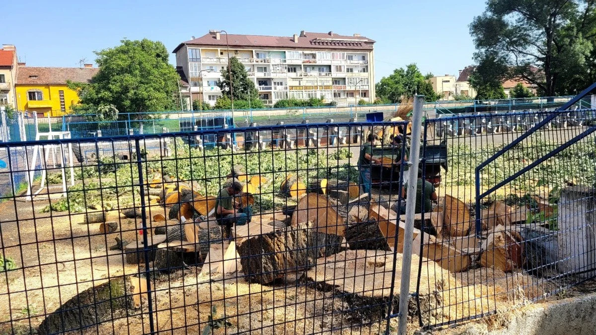 O rușine de neegalat în istoria Aradului! Pădurarul Bibi și ai lui continuă să facă ce știu ei mai bine: campania de masacrare a copacilor se intensifică (FOTO)
