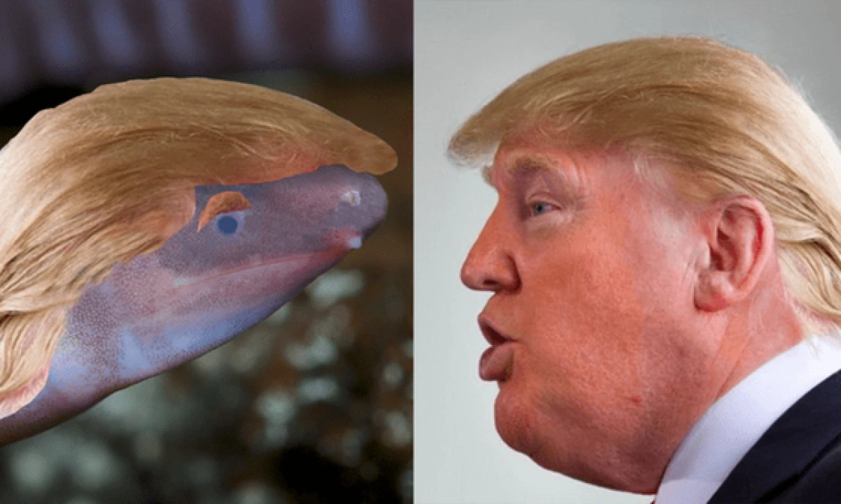 O specie de amfibian fără membre a primit numele lui Donald Trump