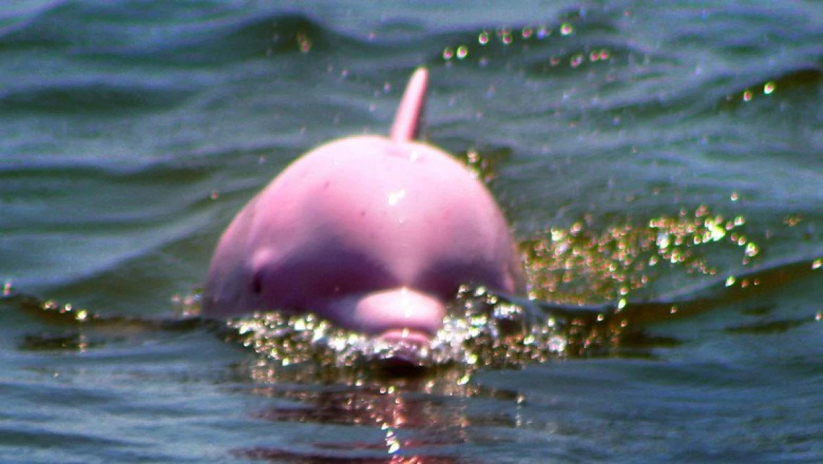 O specie rară de delfini, observată în apropiere de Hong Kong