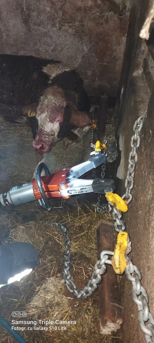 O vacă, care a căzut într-o rigolă de lemn, salvată de pompieri