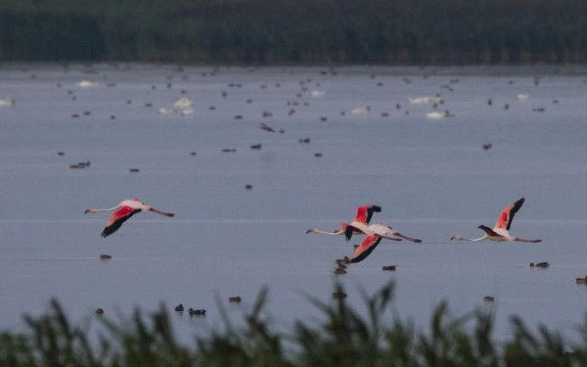 O VIZITĂ NEAȘTEPTATĂ: PATRU PĂSĂRI FLAMINGO AU FOST OBSERVATE LA TULCEA