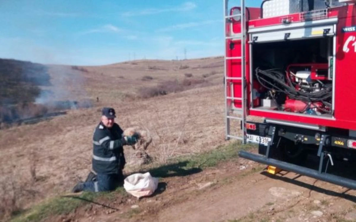 Oameni și fapte! Câine salvat de la incendiu după ce fusese legat într-un sac