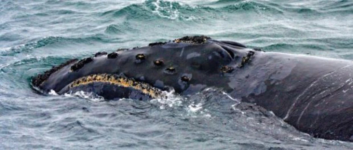 Oamenii de ştiinţă au înregistrat cântecul de dragoste al uneia dintre cele mai rare specii de balene de pe Pământ