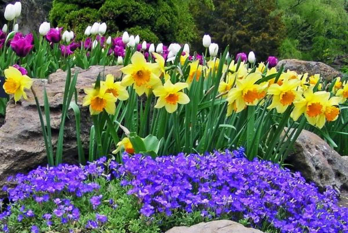 Oferta culturală a Consiliului Județean pentru această vară se îmbogățește cu Târgul florilor