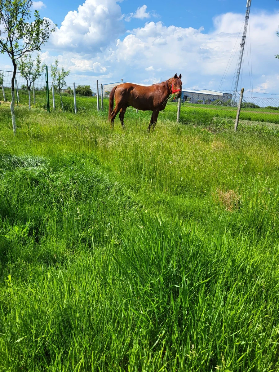 Oraşul din România în care se sărbătoreşte Paştele Cailor. Ce semnificaţie are