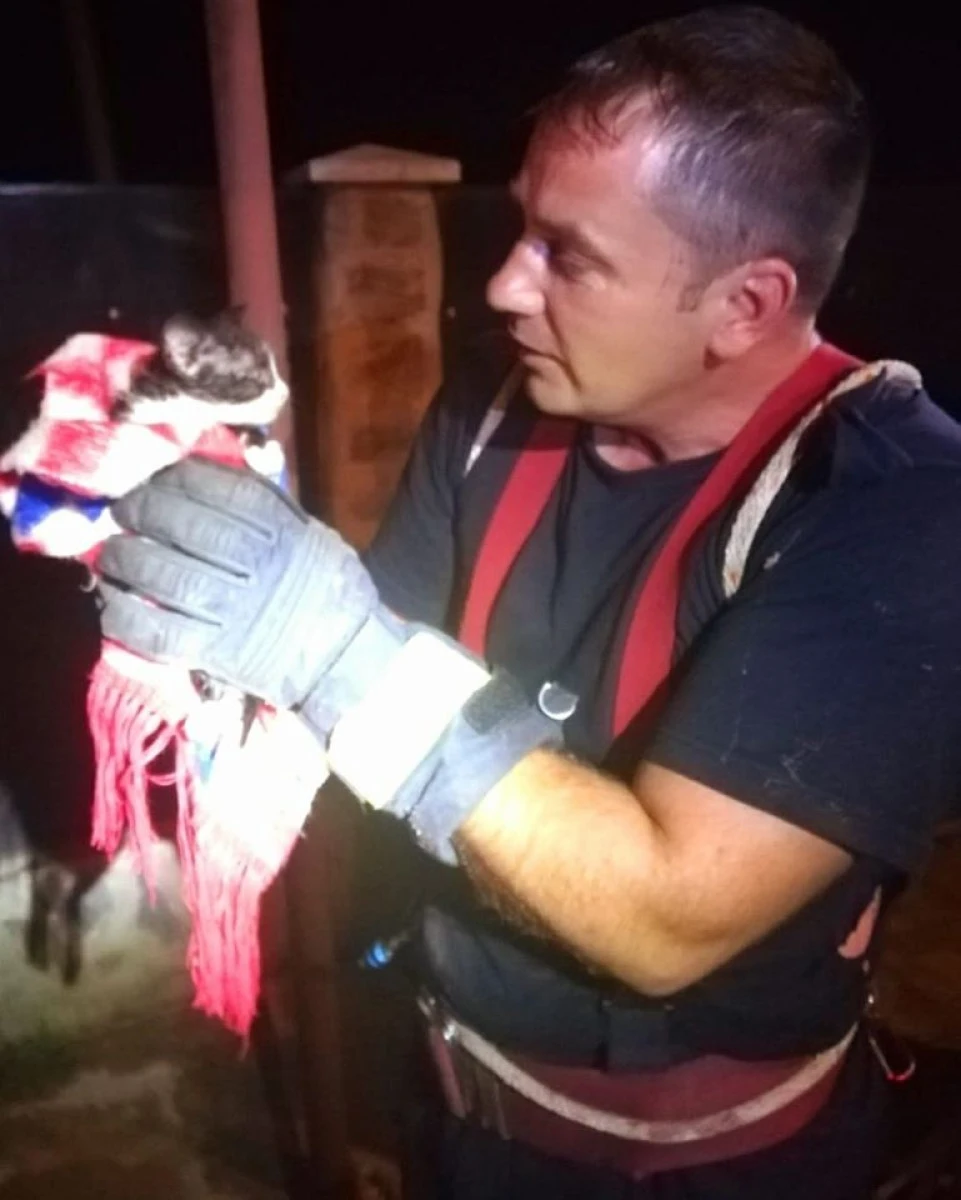 Orice suflet contează! Pompierii din Sebiș au salvat o pisică dintr-o fântână