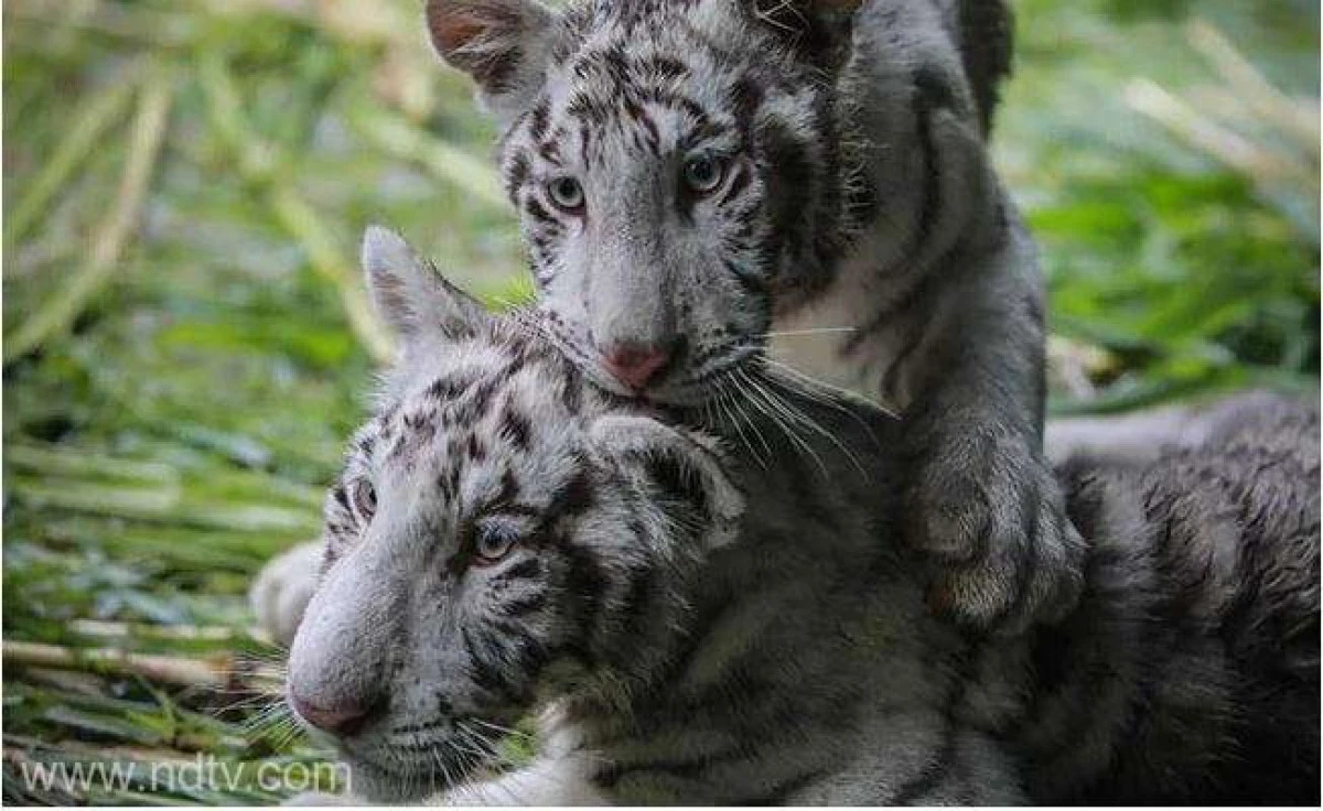Osman și Halime, adoptaţi de o grădină zoologică din Nicaragua
