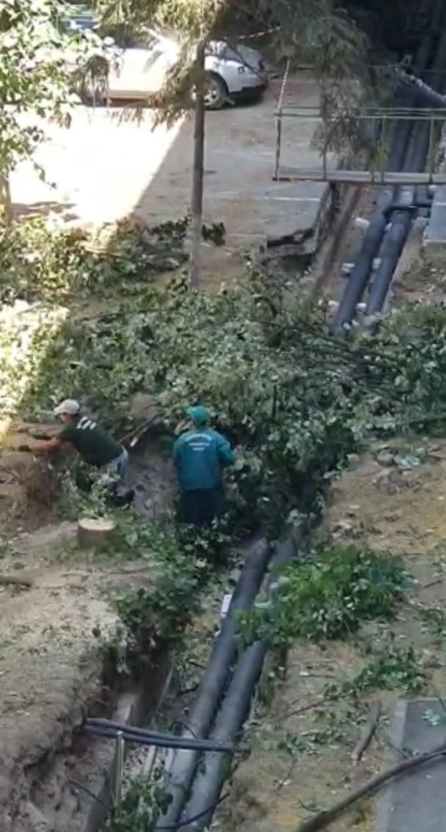 Pădurarul Bibi a rămas fără lemne de foc și s-a apucat să taie arborii din curțile blocurilor (foto + video)