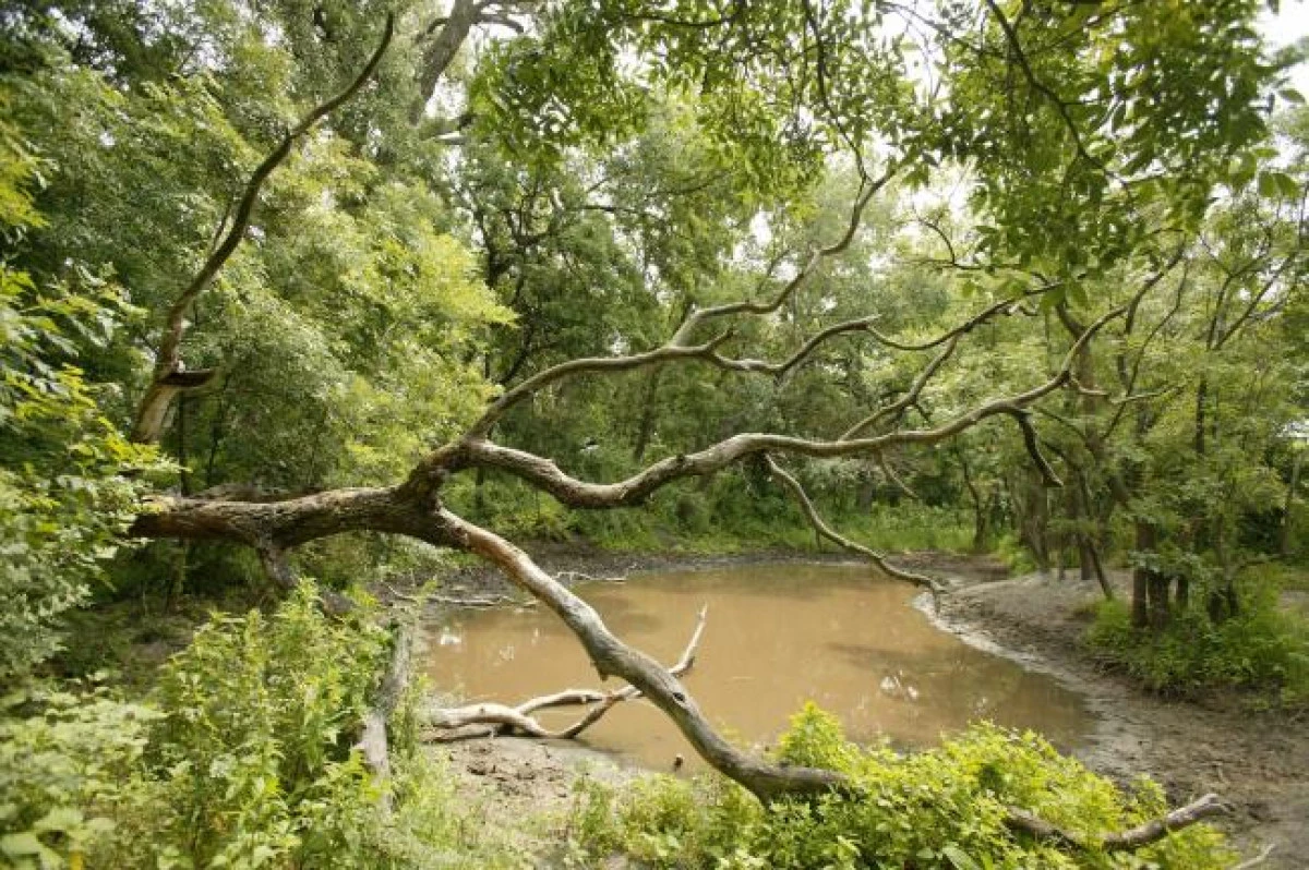Pădurea Letea, cea mai veche rezervație naturală din țara noastră