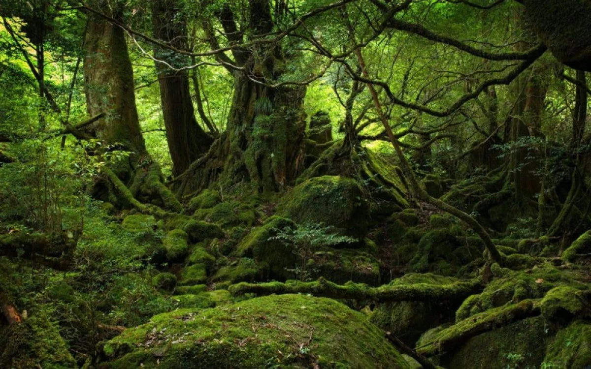 PĂDURILE VIRGINE DIN ROMÂNIA POT INTRA ÎN PATRIMONIUL UNESCO