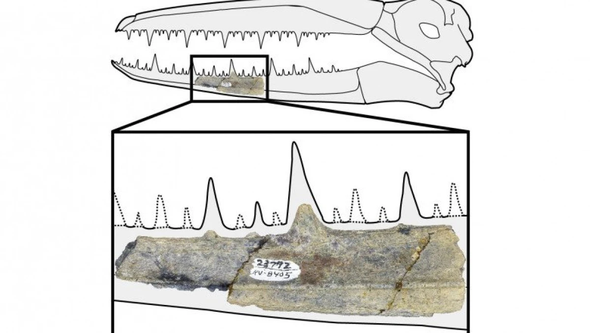 Pâmântul a fost dominat de păsări uriașe după ce un asteroid a exterminat dinozaurii