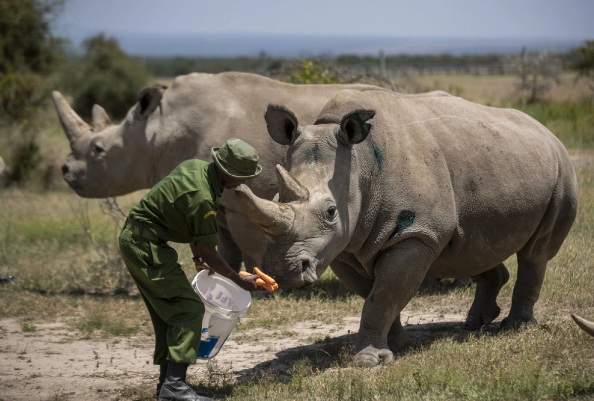 Pandemia este un obstacol pentru o specie rară de rinocer alb