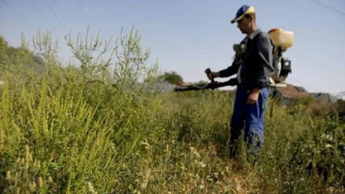 Parlamentul a modificat Legea ambroziei: primăria intră pe teren, fără acordul proprietarului