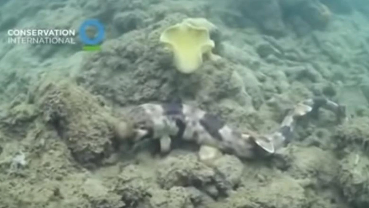 Patru noi specii de rechini tropicali, descoperite în apele Indoneziei