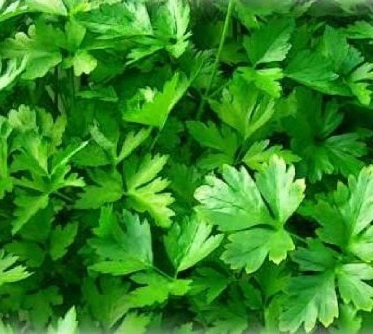 Pătrunjelul previne cancerul datorită conținutului mare de antioxidanți