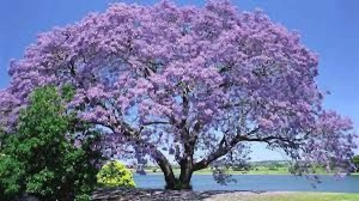 PAULOWNIA, COPACUL CU CEA MAI RAPIDĂ CREȘTERE