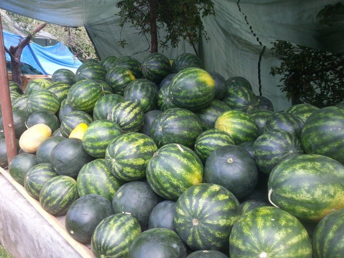 Pepenii pot fi comercializați doar în patru puncte din municipiul Arad
