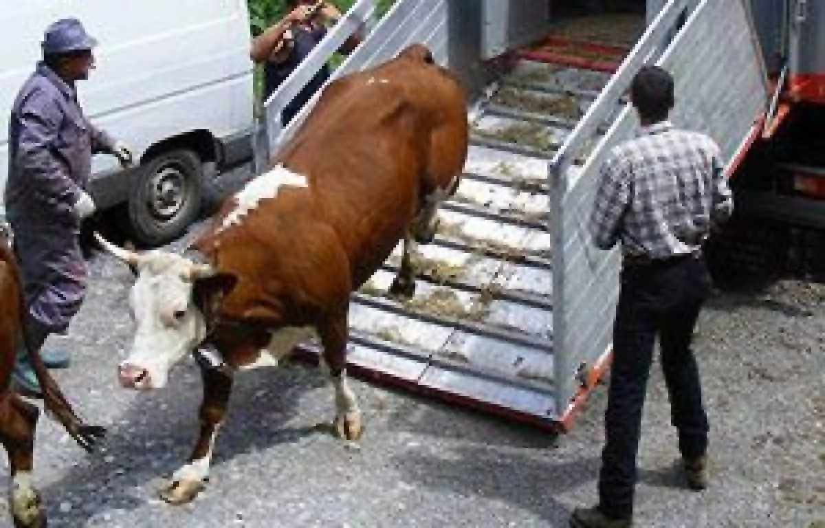 PERCHEZITII LA FIRME DIN ARAD, BANUITE DE OPERATIUNI ILEGALE CU ANIMALE