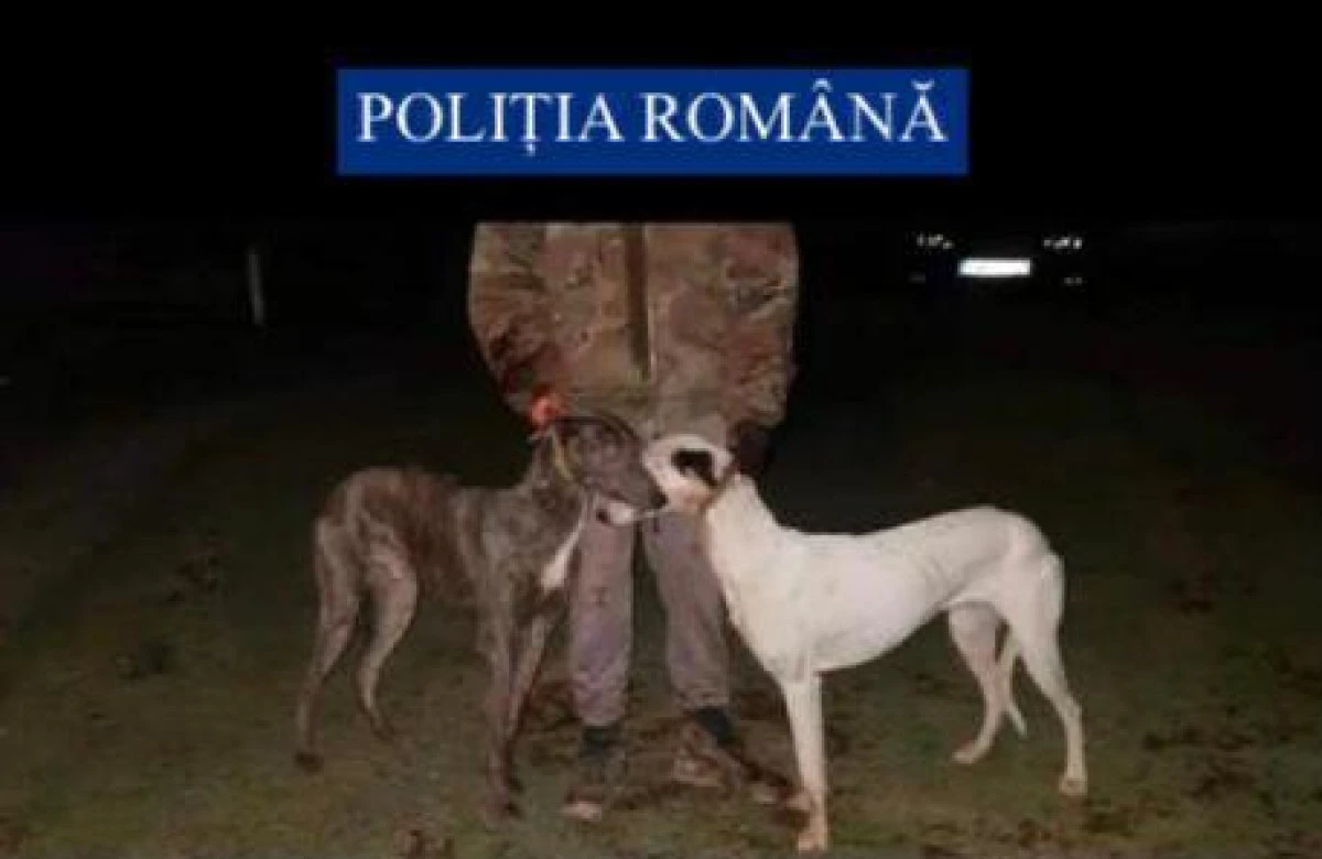 Percheziții la Nădab și Pilu, la domiciliile unor braconieri