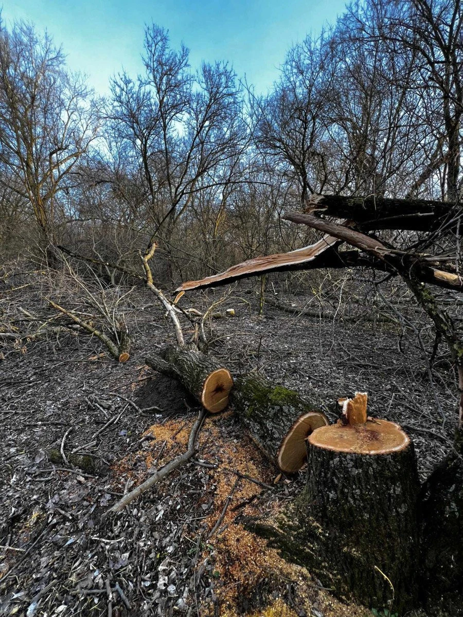Percheziții la persoane suspectate de tăieri ilegale, în urma sesizărilor Administrației Parcului Natural Lunca Mureșului