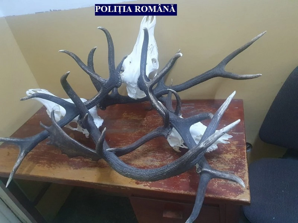 Percheziții la Sintea-Mare. Un bărbat de 36 de ani a furat 7 trofee în valoare de 30.000 de euro