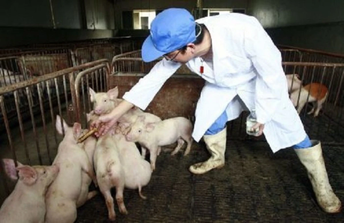 Pestă porcină confirmată în vestul țării