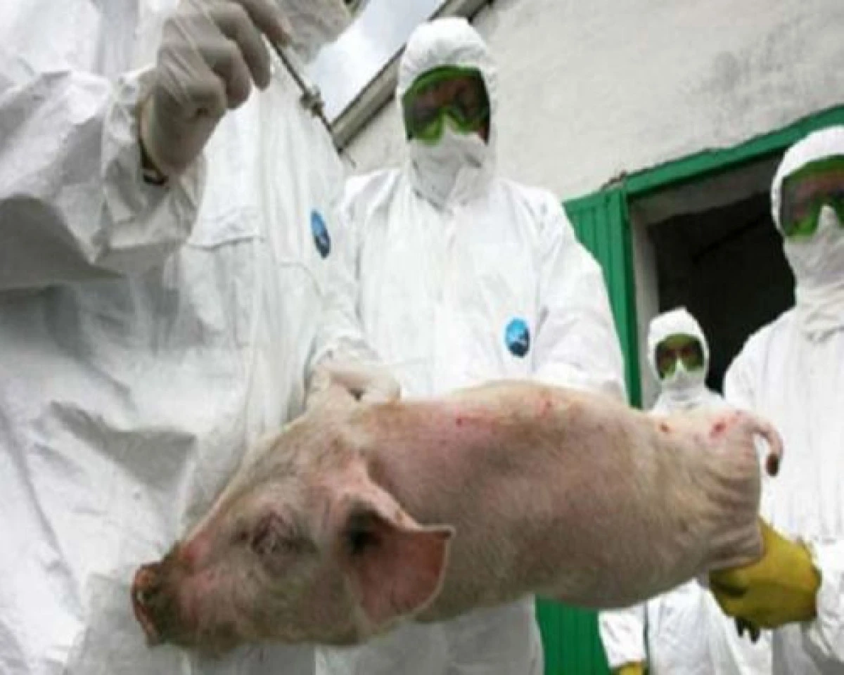 Pestă porcină în Arad. Zeci de porci au fost sacrificați