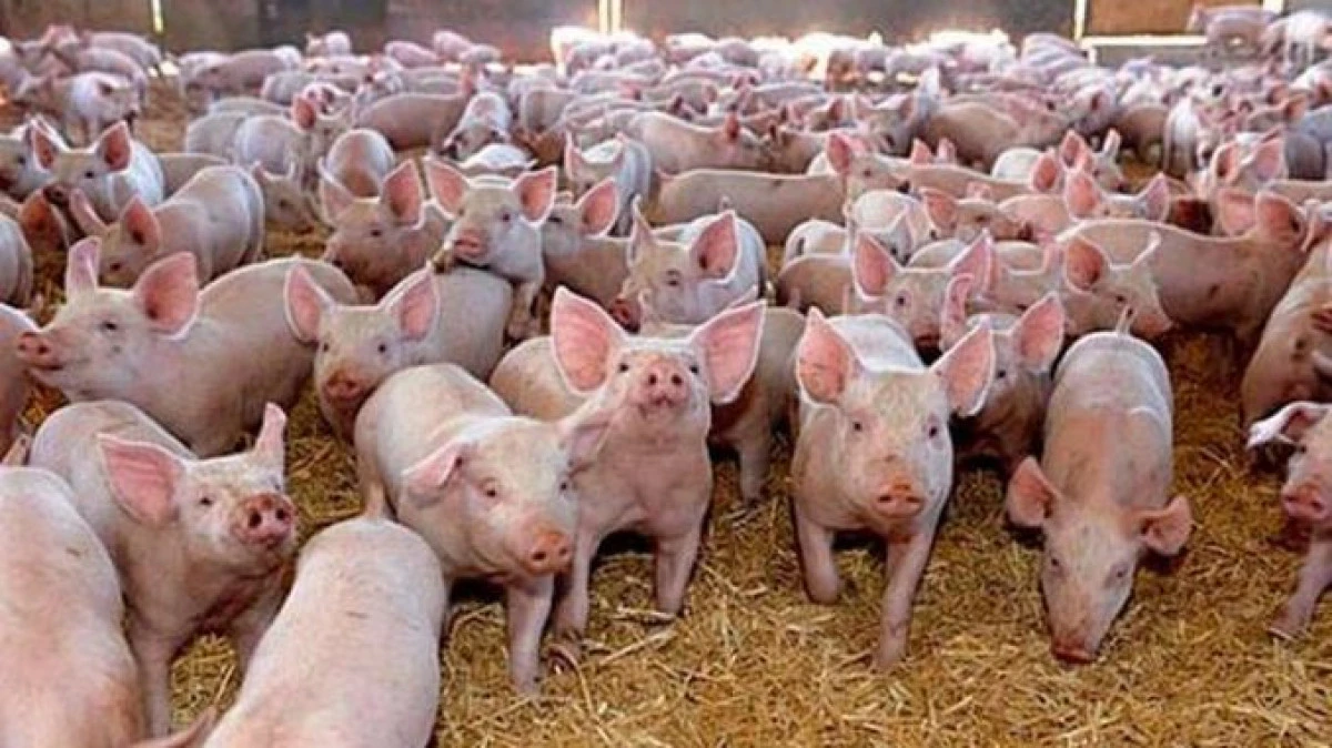 Pestă porcină la CAI Curtici: peste 21.000 de porci, de la ferma Macea, sacrificați