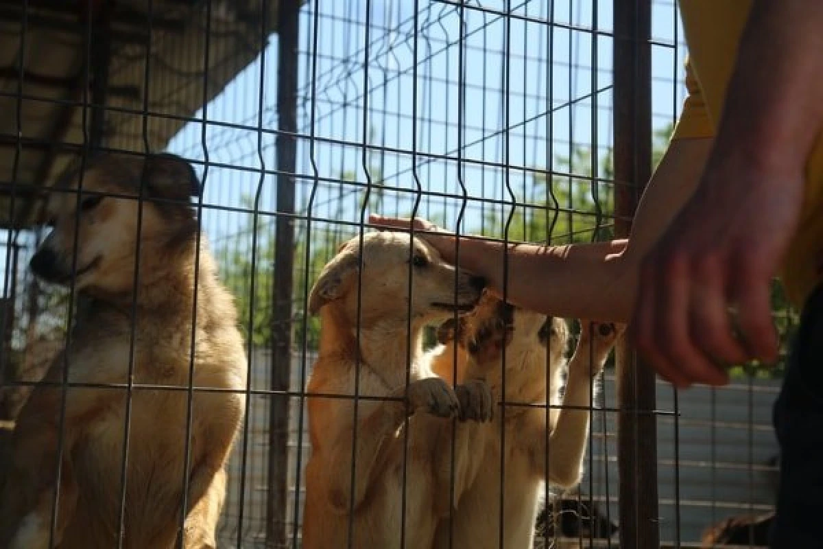 Peste 100 de căţei din Adăpostul Public au fost adoptaţi