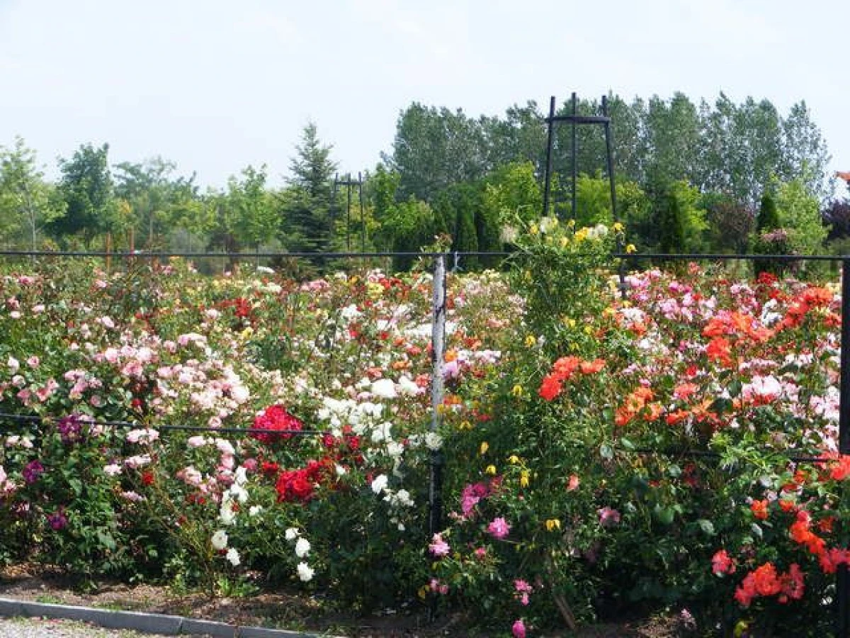 PESTE 2.000 DE SOIURI DE TRANDAFIRI POT FI ADMIRATI LA ROZARIUL „EUTOPIA GARDENS“ DIN ARAD