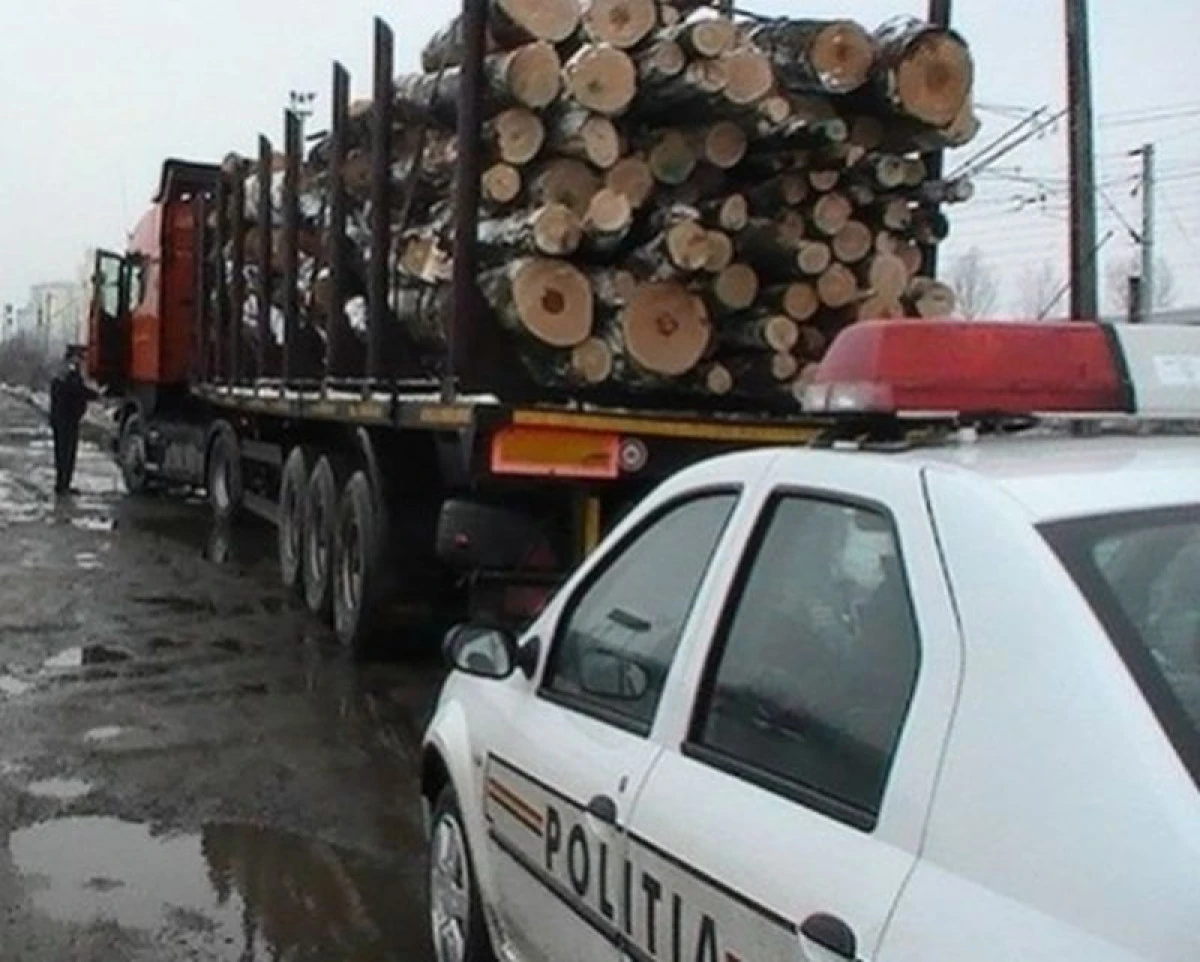 Peste 60 de arbori au fost tăiați ilegal din Rănușa de o societate comercială din Baia Mare
