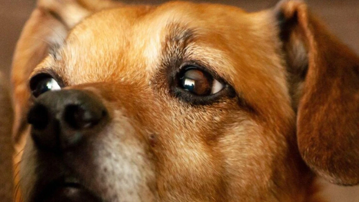 Petardele de Revelion, fatale pentru animale. Trucurile specialiștilor pentru a liniști câinii