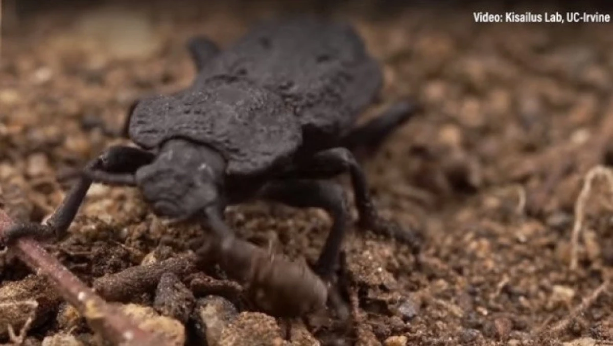 Phloeodes diabolicus, gândacul care poate fi călcat de maşină fără să păţească nimic