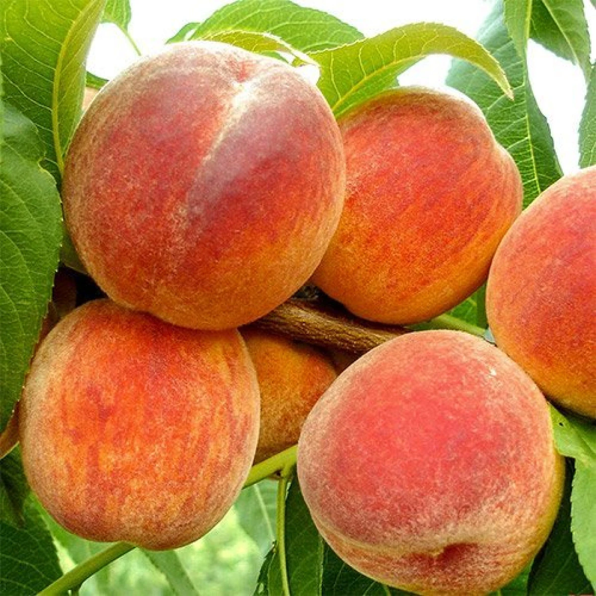 Piersicile bogate în vitamine și minerale