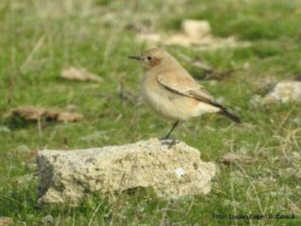 Pietrarul de deșert, o nouă specie de pasăre în fauna României