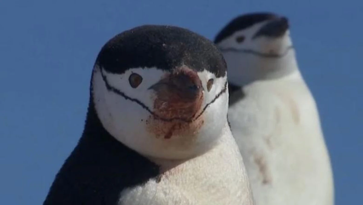 Pinguinii din Antarctica, pe cale de dispariție din cauza încălzirii globale
