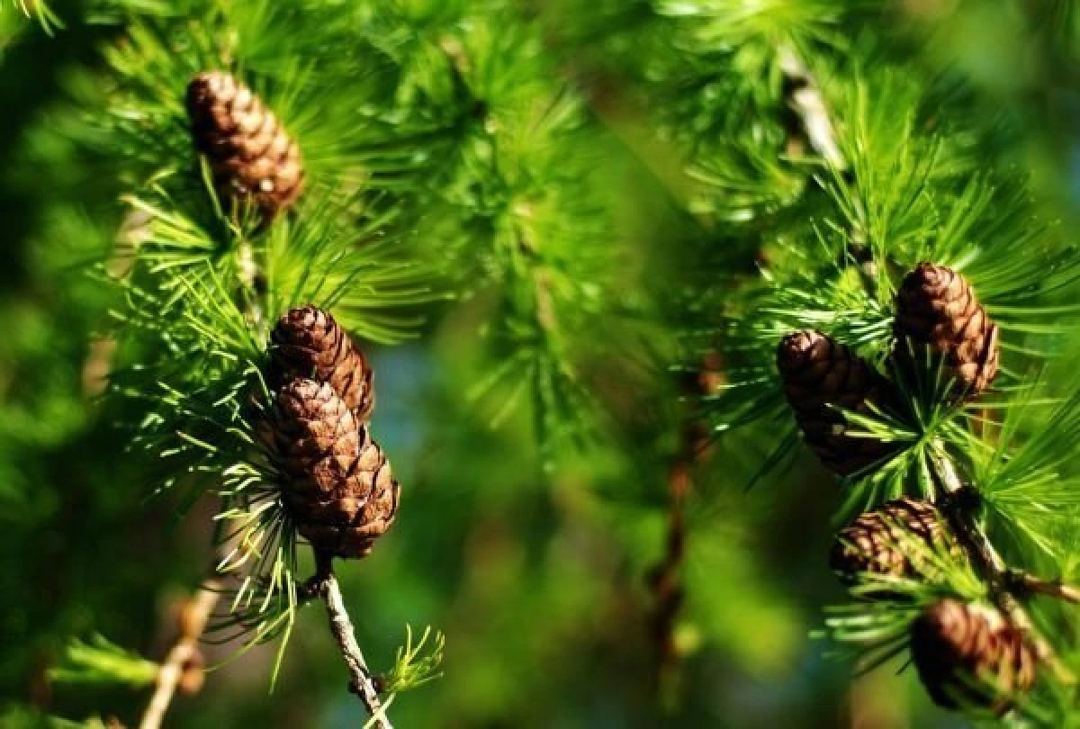 Pinul în remediile naturiste