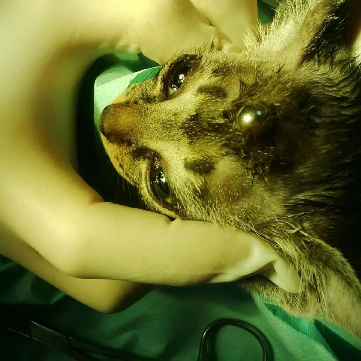 PISICA GASITA IMPUSCATA IN CAP, IN ARAD, SI-A REVENIT
