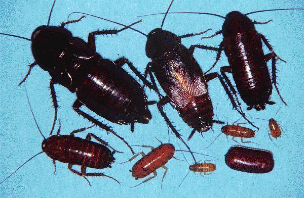 Plan de la Bruxelles: Gândaci și viermi de import în locul pesticidelor