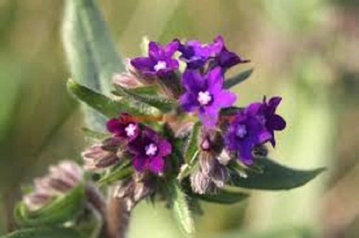 Planta anticancerigenă recomandată de marii savanți botaniști
