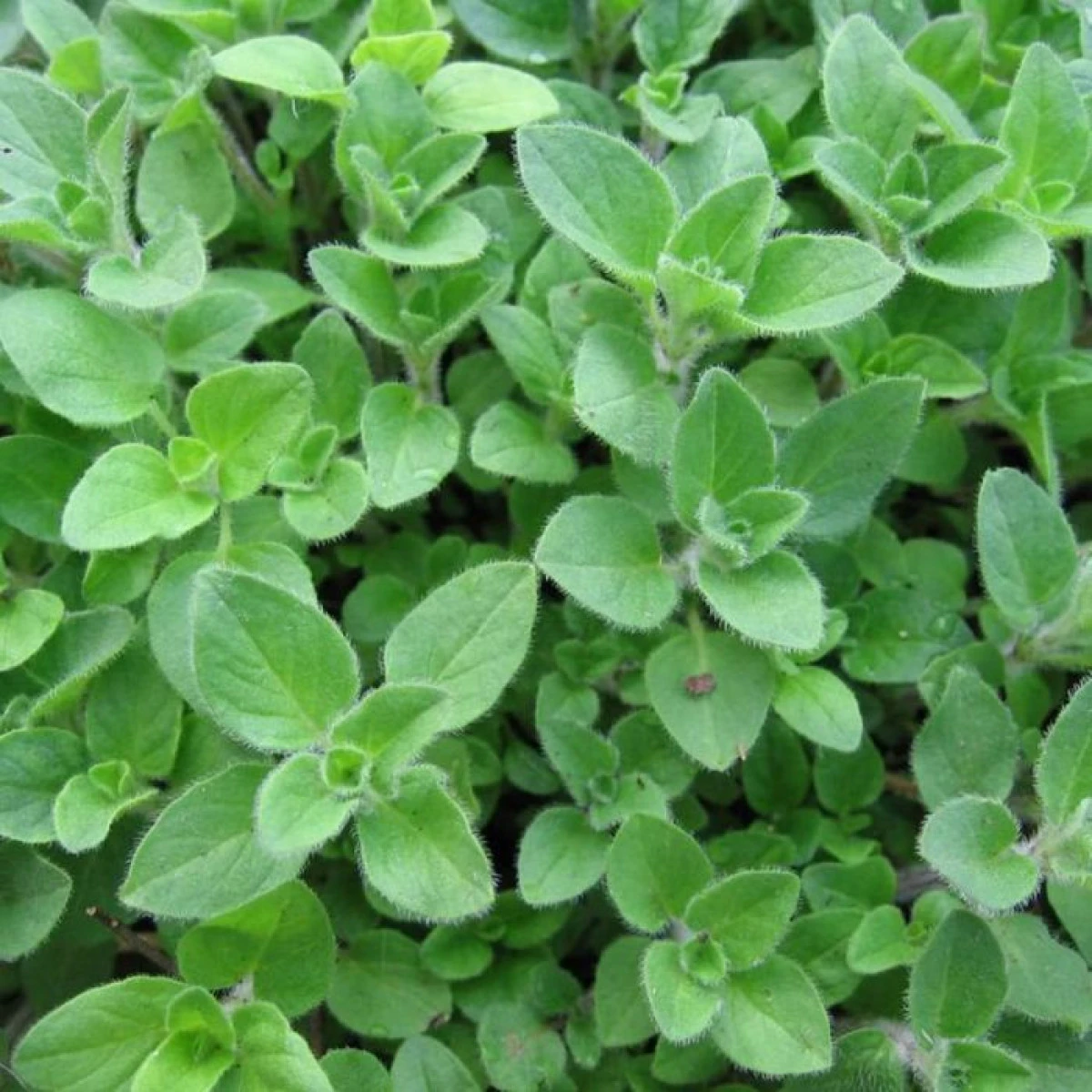 Planta aromată considerată dezinfectantul alimentelor
