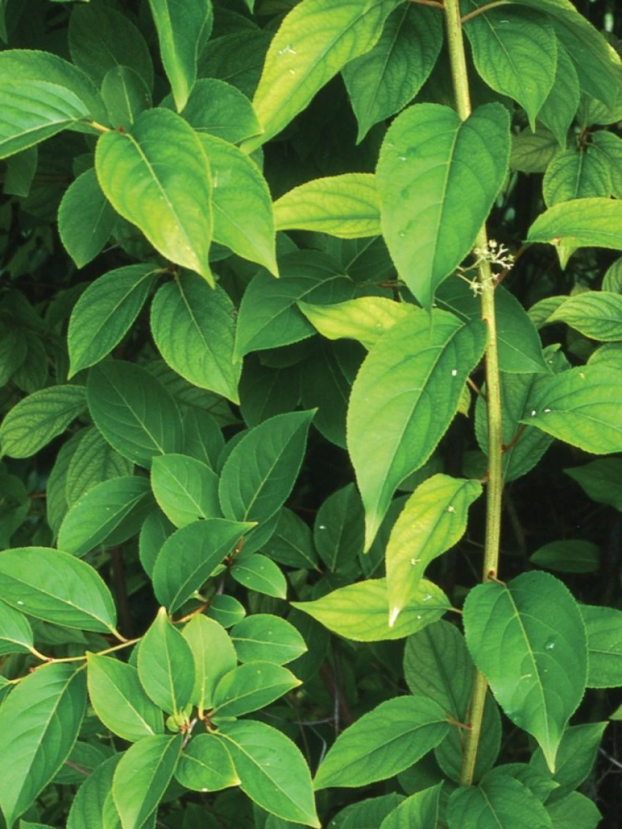 PLANTA CARE LUPTĂ CU TOATE TIPURILE DE CANCER