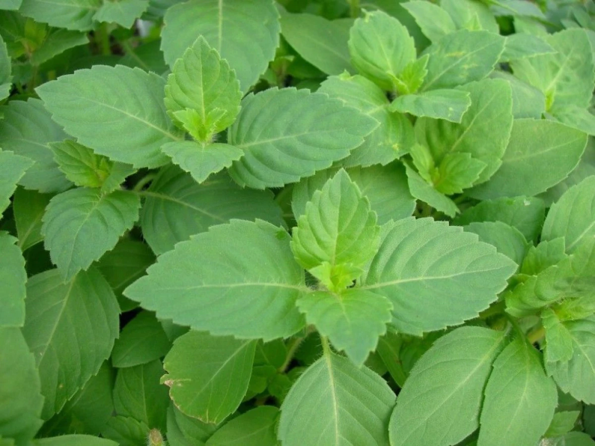PLANTA CARE NE SCAPĂ DE STRES