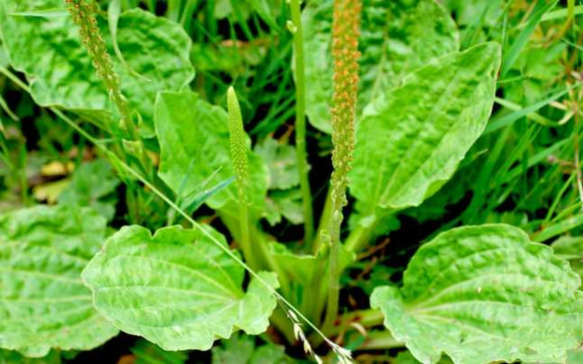 Planta care te ajută să te lași de fumat