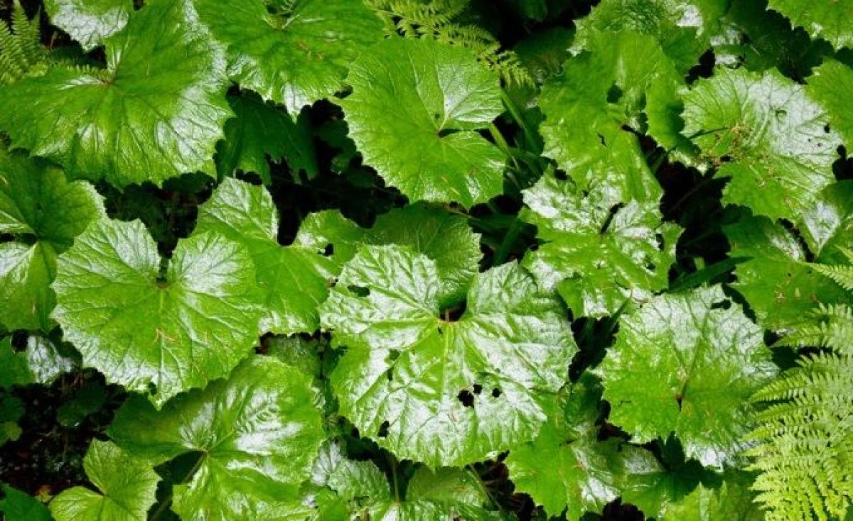 PLANTA CARE TE SCAPA DE DURERILE DE CAP