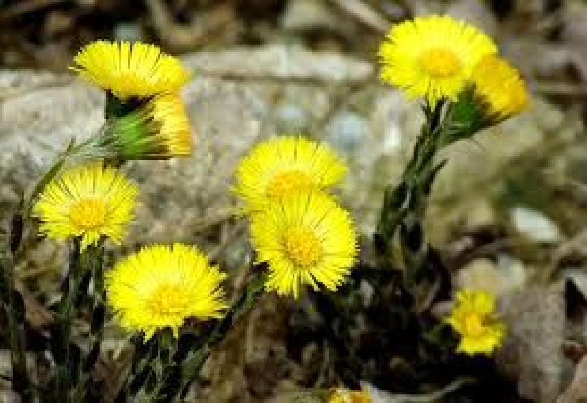 PLANTA DE SEZON CARE NE SCAPA DE PROBLEMELE RESPIRATORII