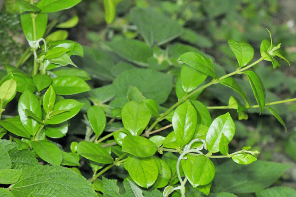 PLANTA MINUNE CARE COMBATE DIABETUL