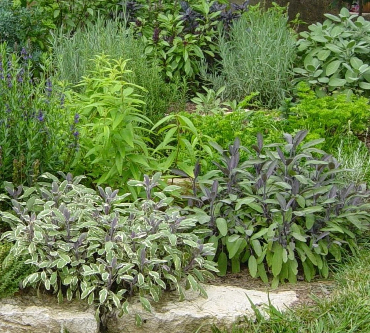 PLANTE AROMATICE CARE NE AJUTĂ SĂ SLĂBIM