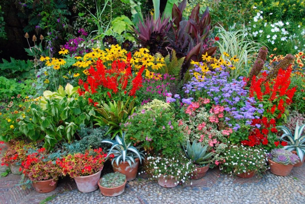 PLANTE CARE PURIFICA AERUL DIN LOCUINTA